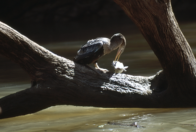 21_Slangenhalsvogel (Anhinga), Cano Negro.jpg